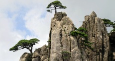 Huang Shan pine trees 1